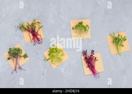 Vista dall'alto con disposizione piatta dell'assortimento di microgreens su fondo di cemento grigio. Barbabietola fresca, cavolo rosso, sedano, rucola, coriandolo, amaranth. Sano Foto Stock