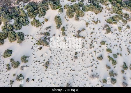 Elafonisos costa sabbiosa e vegetazione vista aerea. Piante selvatiche e dune di sabbia bianca, flora endemica dall'alto Foto Stock