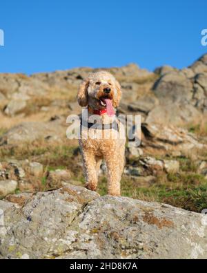 Cane Cockapoo in piedi su terreno roccioso al sole Foto Stock
