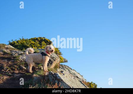 Cane Cockapoo in piedi su terreno roccioso al sole Foto Stock