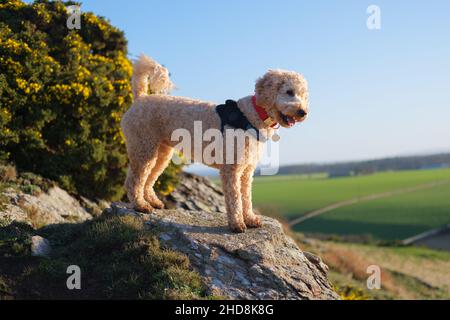 Cane Cockapoo in piedi su terreno roccioso al sole Foto Stock