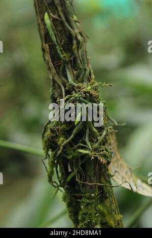 Primo piano di mondi più piccoli orchidea. Una pianta del bambino di taeniophyllum coxii. ORCHID Costa Rica Platystele jungermannioides orchidea più piccola del mondo. Foto Stock