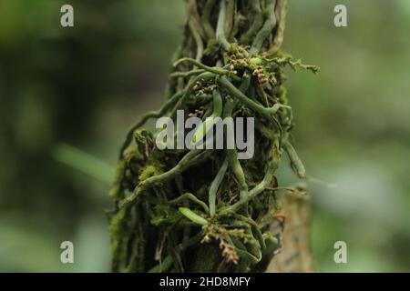 Primo piano di mondi più piccoli orchidea. Una pianta del bambino di taeniophyllum coxii. ORCHID Costa Rica Platystele jungermannioides orchidea più piccola del mondo. Foto Stock