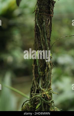 Primo piano di mondi più piccoli orchidea. Una pianta del bambino di taeniophyllum coxii. ORCHID Costa Rica Platystele jungermannioides orchidea più piccola del mondo. Foto Stock