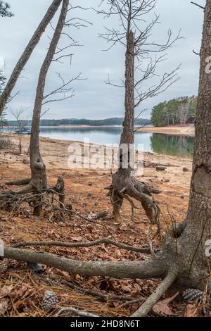 Livelli d'acqua molto bassi al lago causando grave erosione esponendo le radici dell'albero durante una siccità Foto Stock