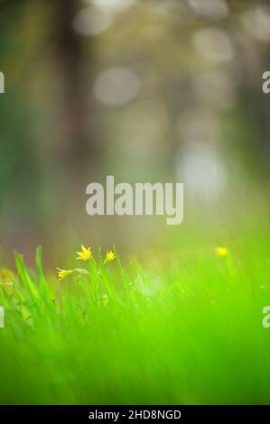 Fiore di primavera stella gialla-di-Betlehem (Gagea lutea) in erba. Messa a fuoco selettiva e profondità di campo. Foto Stock