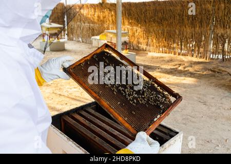 Apicoltore che controlla le cornici dell'ape dall'alveare Foto Stock