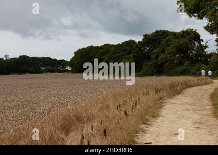 Corsia di campagna e permissivo sentiero visto nella zona del porto di Chichester. Foto Stock