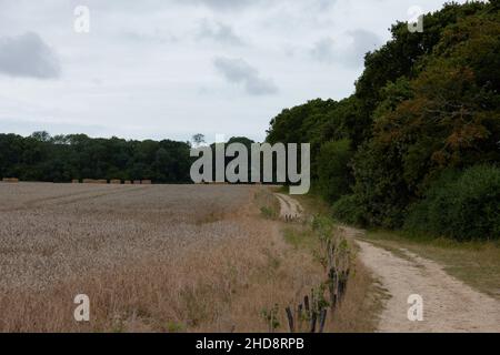 Corsia di campagna e permissivo sentiero visto nella zona del porto di Chichester. Foto Stock