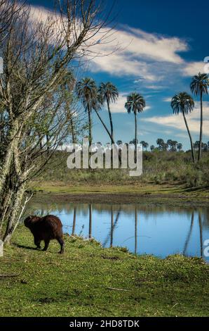 Capybara ai margini del fiume tra le palme. Parco Nazionale di El Palmar. Foto Stock