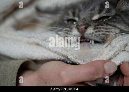 Chiudere la superficie affilata dei denti quando la mano del proprietario apre la bocca del gatto adulto. Foto Stock