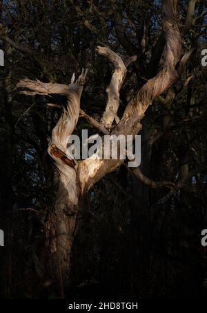 Luce del sole e ombre su un antico albero senza frondoli in inverno in bosco nel Worcestershire, Inghilterra. Foto Stock