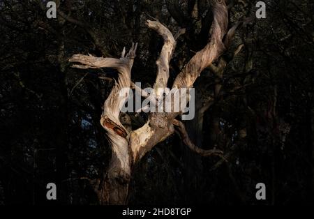 Luce del sole e ombre su un antico albero senza frondoli in inverno in bosco nel Worcestershire, Inghilterra. Foto Stock