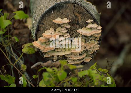 I funghi che crescono su registro caduti Foto Stock