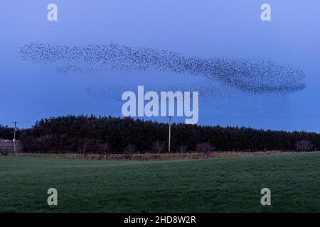 Timoleague, West Cork, Irlanda. 4th Jan 2022. Migliaia di Starlings eseguono murales su Timoleague questa sera mentre il sole tramonta. Gli stunniti (Sturnidae) eseguono murales per proteggersi da predatori, come Buzzard, e si riuniscono per mantenere il calore e scambiare informazioni, come le buone aree di alimentazione. Credit: AG News/Alamy Live News Foto Stock