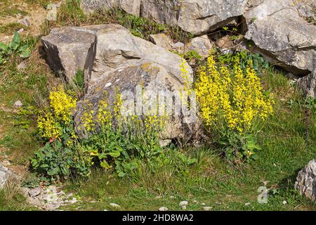 Cavolo selvatico Brassica oleracea su scogliere sul mare Winspit Isle of Purbeck Dorset England Regno Unito Foto Stock