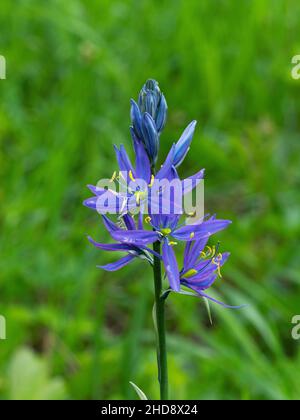 Camas Camassia comune Quamash in un prato umido vicino Coulter Bay, Grand Teton National Park, Wyoming, USA, giugno 2019 Foto Stock