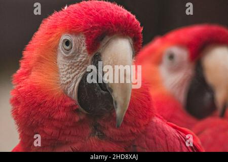 Primo piano di due macaws rossi e verdi. Ara cloropterus. Foto Stock