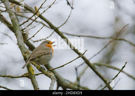 Primo piano del rapina europea, Erithacus rubecula. Foto Stock