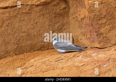 Sabbia europea martin / inghiottire banca (Riparia riparia / Hirundo riparia) arroccato su cresta in spiaggia sabbiosa di riva del fiume / riva del fiume in primavera Foto Stock