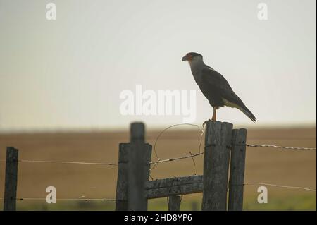 Uccelli in libertà e nel loro ambiente dell'Uruguay. Foto Stock