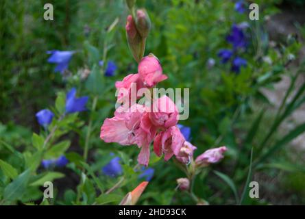 Primo piano dell'Antirrinum, comunemente noto come fiori di drago o snapdraghi. Foto Stock