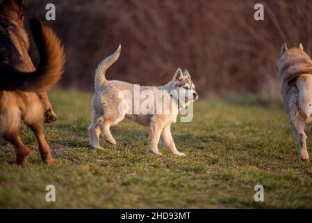 Husky e un pastore tedesco stanno giocando insieme nel prato del cane e il cucciolo piccolo Husky li sta guardando. Foto Stock