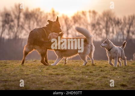 Husky e un pastore tedesco giocano insieme nel prato del cane. L'amicizia del cane fotografata retroilluminata dal sole del tramonto. Il pastore e il Husky hanno b Foto Stock