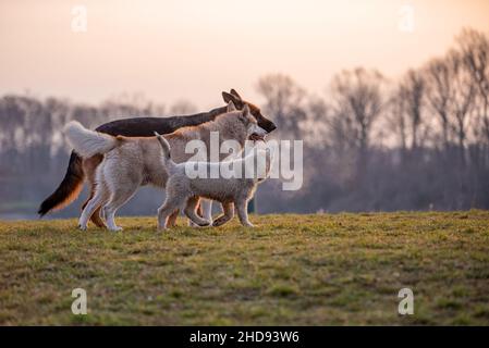 Husky e un pastore tedesco giocano insieme nel prato del cane. L'amicizia del cane fotografata retroilluminata dal sole del tramonto. Il pastore e il Husky hanno b Foto Stock