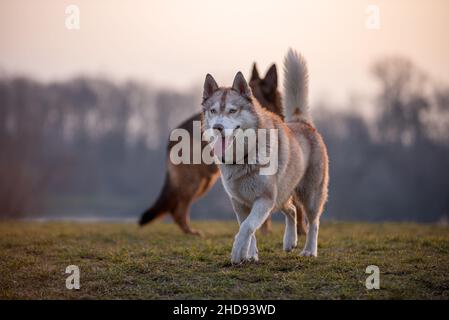 Husky e un pastore tedesco giocano insieme nel prato del cane. L'amicizia del cane fotografata retroilluminata dal sole del tramonto. Il pastore e il Husky hanno b Foto Stock