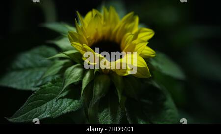 Primo piano del germoglio di girasole mezzo aperto. Foto Stock