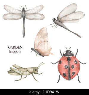 Insetti da giardino Clipart, acquerello Ladybug disegnato a mano, farfalla, cavalletta, dragonfly Clipart. Foto Stock