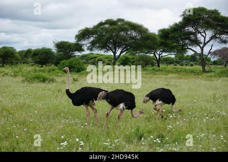 Tre struzzi nel Parco Nazionale Tarangire, Tanzania 2021 Foto Stock