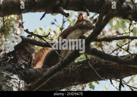 Scoiattolo nascosto in un albero autunnale Foto Stock