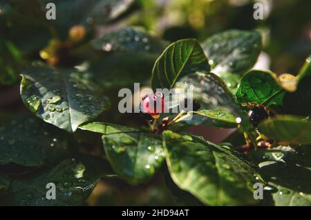 Primo piano di Cotoneaster lucidus bacche e foglie ricoperte di gocce di pioggia in un campo Foto Stock