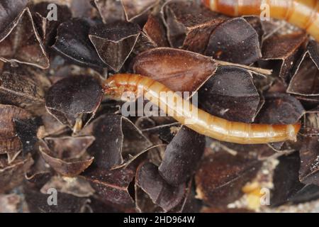 I polli sono la forma larvale del coleottero, Tenebrio molitor, una specie di coleotteri scuri di cereali e prodotti a base di grano, oltre che di casa. Foto Stock