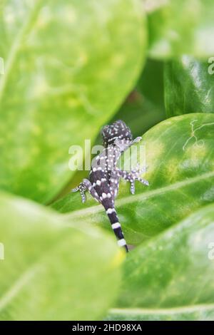 Gecko (Gekko sp,) dalla Thailandia su una foglia verde Foto Stock