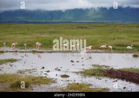 Gruppo di fenicotteri in piedi in acqua e alla ricerca di cibo, Ngorongoro Crater, Tanzania 2021 Foto Stock