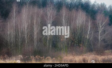 Boschetto di alberi di betulla senza foglie all'inizio della primavera Foto Stock