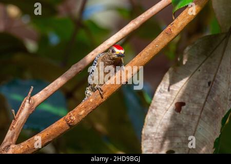 Selezione di un picchio nero-ghepardo su un ramo Foto Stock