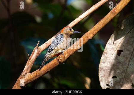 Selezione di un picchio nero-ghepardo su un ramo Foto Stock