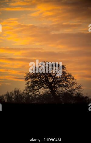Tramonto della sera d'oro con un albero di sagome in primo piano, Regno Unito Foto Stock
