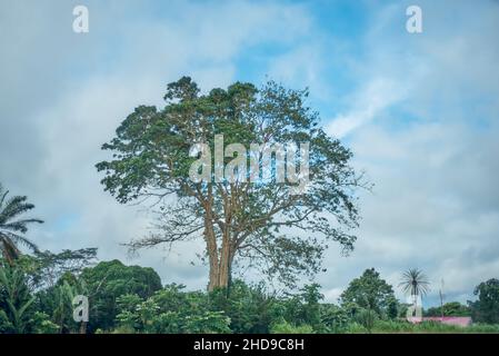 Albero di filo di seta nella foresta pluviale tropicale se Bioko Island Foto Stock