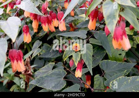 Abutilon x milleri Miller abutilon – fiori pendolari di albicocca gialla con calice rosso e foglie di verde scuro a tre lobi, dicembre, Inghilterra, Regno Unito Foto Stock