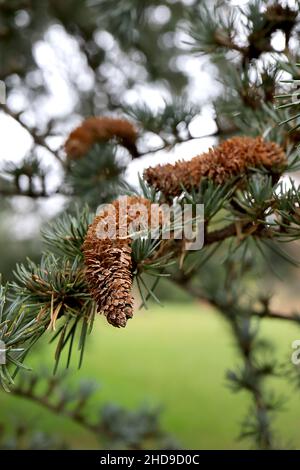 Cedrus atlantica Atlas cedro – coni polline marrone chiaro ricurvi e foglie verdi blu simili ad ago, dicembre, Inghilterra, Regno Unito Foto Stock