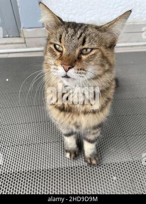 Primo piano di un bel gatto che guarda nella fotocamera Foto Stock
