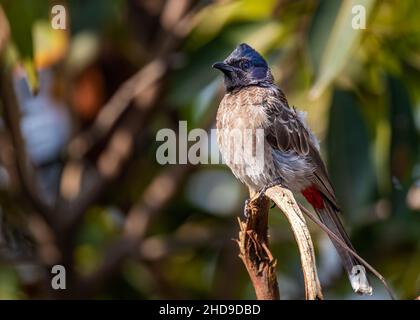 Bulbul rosso ventilato su un albero e di riposo Foto Stock