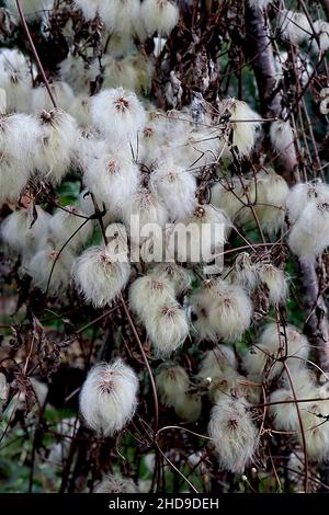 Clematis serratifolia Korean clematis – teste di semi soffici, bianche e rotonde, dicembre, Inghilterra, Regno Unito Foto Stock