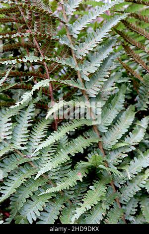 Dryopteris affinis scaly maschio felce – verde brillante bipinnate frontali con margini dentati, circolare spore marrone sul lato inferiore, dicembre, Inghilterra, Regno Unito Foto Stock