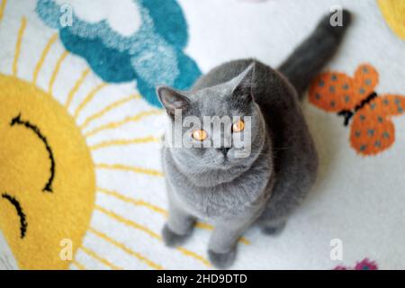 vista aerea di un bel gatto blu shorthair britannico con occhi gialli seduti sul tappeto guardando la macchina fotografica Foto Stock